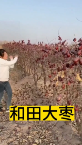 Xinjiang Red Dates Super Large Grade Brewing Tea Congee Snacks wholesale