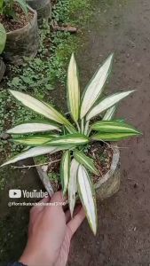 Tanaman Chlorophytum Capense Spider Plant Variegata: Dekorasi Ruangan yang Mudah Dirawat