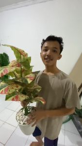 DAUN AGLONEMA JUMBO ARTIFISIAL DAUN KELADI PLASTIK TANAMAN ARTIFICIAL DEKORASI BUNGA SUDUT RUMAH MURAH