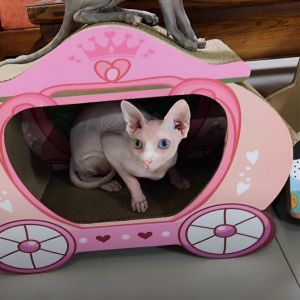 Princess Mushroom House Cat Scratching Board 55cm*27.5cm*42cm Line SAW BC Beam Free Shipping by SF Express Cat Toy