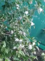 Scented Pandakaki,, stable. 