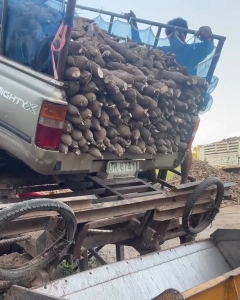 ระยอง 81 พันธุ์ยอดนิยม ท่อนสดใหม่ ตัดวันต่อวัน 🎯 100 ท่อน/ลัง ยาว 20 ซม. ปลูกง่าย ผลผลิตสูง