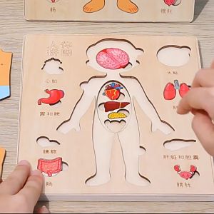 Human Body Anatomy Model Puzzle - Science Early Learning Organ Wooden Montessori Educational Toys For Kids