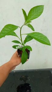 chậu cây mật gấu cây lá đắng-cây phong thủy-Vườn Minh Khương