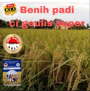 BENIH PADI CI GEULIS SUPER BERKUALITAS UNGGUL PER 1KG