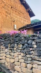 1kg củ giống hoa huệ mưa [Seeds]