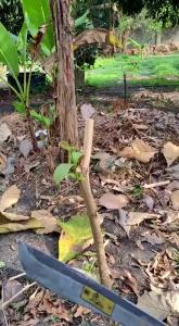 KLS Palm King 18" Bandung Knife (Round) Agricultural Tool / Alatan Pertanian Menebas Atau Berkebun (FREE PVC COVER)