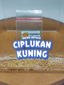 Benih Ciplukan Kuning Unggulan Berkualitas biji bibit cap gooseberries hydroponik hidroponik tanaman berbiji buah pot