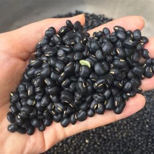 Yagita Đậu Đen Xanh Lòng Rang Sẵn 1kg Thơm Dùng Nấu Nước Uống Ngũ Cốc Tự Nhiên