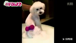 (HCM) Thuốc nhuộm lông chó mèo BROOKLYN (đủ màu) - Hàng cao cấp an toàn cho bé không gây kích ứng da.