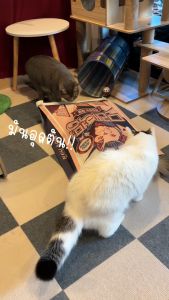 ถุงแมวมุด แซนด์ รีโวลูชัน/ Sand Revolutoion CAT HIDEAWAY นำเข้าจากประเทสเกาหลี 100%