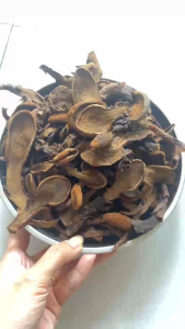 Nấm Ngọc Cẩu khô dùng ngâm tửu giúp bổ thận tăng cường sức khỏe... Hàng VIP búp to chất lượng mọc tự nhiên ở vùng tây bắc