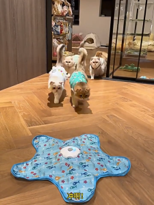 [SG Stock] Electric Cat Toy / Automatic Cat Turntable - Interactive Rotating Teaser Stick Self Play Kitten Toy for Indoor Cats Auto Cat Toys Chasing