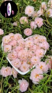 Hoa Mười Giờ KEM TIỂU THƯ - Hoa Mười Giờ Thái Kép Cành Tơ Siêu Khỏe Ra Rễ Sau 3 Ngày 377 Click 24 Giờ