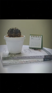 Xương rồng Ruby Ball