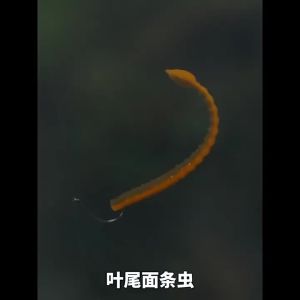 15 Chiếc Mồi Giun Mềm Màu Đen Có Mùi Mặn Có Đuôi Lá Để Câu Cá Nước Ngọt 4.72 Inch Mồi Câu Cá Chép Câu Cá