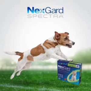 Nexgard and Nexgard Spectra Chewable Tablet for Dogs Anti Tick and Flea Treatment With Sticker