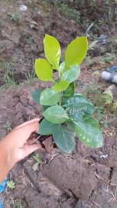 chậu cây dành dành chi tử bạch thiên hươnghoa ngát hương thơm ược Liệu Kháng Viêm Giải Độc Hiệu Quả -Vườn Minh Khương