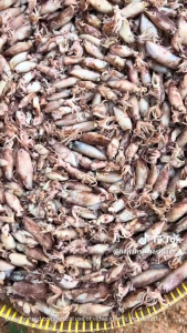 HSG - Sotong Bulat Lembut Masin | Cumi Lembut Masin | Salted Dried Squid |