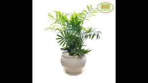 Chậu cây cau tiểu châm cây để bàn văn phòng làm việc Minh Hân Garden