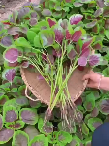 เจริญเติบโตอย่างรวดเร็ว และเจริญเติบโตอย่างรวดเร็ว