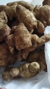 Jahe Gajah Segar: Manfaat & Penggunaan