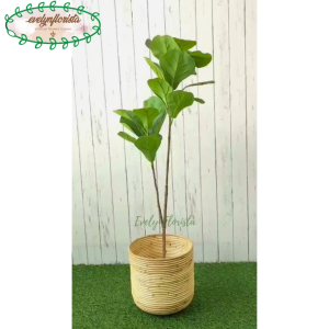 Pohon Hias Daun Ketapang T100 Latex Pot Hitam Cover Rotan Ulir Dekorasi Rumah Dekorasi Ruang Tamu