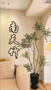 TKL - Big Size Nandina Domestica (Chinese Sacred Bamboo/Heavenly Bamboo) 100-120cm 大型丛林南天竹/南天竺 100-120cm