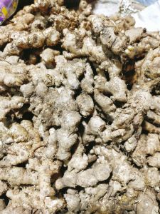 Jahe emprit - bahan wedang jahe - jahe segar - jahe dapur - jahe berkualitas