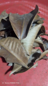250 GRAM DAUN MANGGIS KERING / 100 GRAM DAUN MANGGU KERING ALAMI