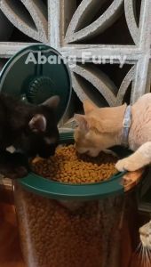 Abang Furry 15KG Large New Modern Insect & Moisture Proof Pet Food Storage Container Bekas Penyimpanan Makanan Kucing 密封防虫防潮宠物猫狗粮收纳桶