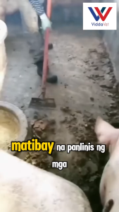 Multi Size Garden Shovel Cleaner 20cm 25cm 30cm for Weeds and Outdoor Use