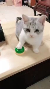 Mainan Hewan Peliharaan Bell Untuk Latihan Anjing Kucing Mainan Pet Training Bell