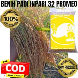 BENIH BIBIT PADI ASLI INPARI 32 PROMEO SUPER KEMASAN 5KG