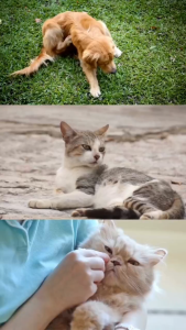 PetDayz Deep Sea Fish Oil Pet Nutritional Supplement For Overall Health | Cat & Dog | Ocean Salmon | 120 Tablets