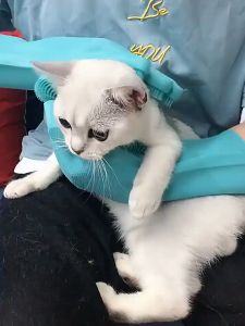 Heat Resistant Cat & Dog Bathing Gloves: A Comprehensive Guide