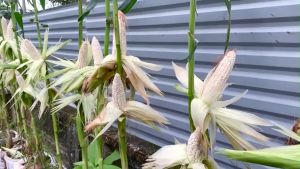 SULIT PACK! (10 seeds) - WHITE CORN SEEDS (High Yield / Easy to plant)