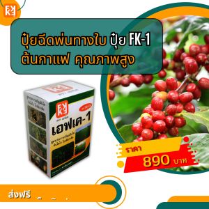 ต้นกาแฟ โตไว ใบเขียว ผลใหญ่ ผลผลิตดี ฉีดพ่นปุ๋ย FK-1 ต้นทุนต่อไร่ถูกกว่าปุ๋ยเม็ด 4เท่า เพิ่มผลผลิตสูงสุด 20เปอร์เซ็นต์