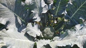 TM Matador 777 - isi -+1000 biji - Benih Brokoli F1 Unggul Hibrida (bisa COD) - ORIGINAL Tani Murni