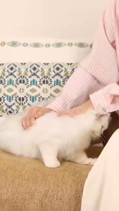 Dulepig Pet Dryer Room ตู้เป่าขนสัตว์เลี้ยง บำรุงเส้นขน แห้งไว ขนสัตว์เลี้ยง ตู้เป่าขนแมว เครื่องเป๋าขนแมว ตู้เป่าขนอัจฉริยะ ไดร์เป่าขนสัตว์ ตู้เป่าขน อัจฉริยะ