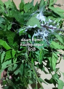 daun kumis kucing segar fres original 1 kg