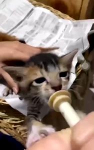 Dot Kucing Dot Miracle Nipple Dot Susu Anak Kucing Anjing