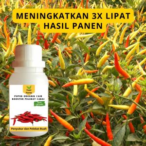 Pupuk Cabai Cepat Berbuah: Panduan Lengkap