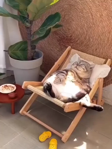 HATELI Sisal Cat Chair Adjustable Wooden Cat Lounge Chair with Sisal Mat Scratcher 3 Gear Height Beach Kitty Hammock Bed Indoor Outdoor Scratching Furniture for Kitten Puppy Bunny