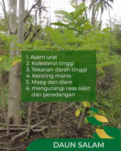 HIU Daun Salam 60 Kapsul - Herbal Penurun Tekanan Darah & Kolesterol