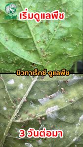 กำจัดเพลี้ยแป้ง ป้องกันเพลี้ยง ยาฆ่าเพลี้ยแป้ง ใช้เมธาไรเซียม MIX เชื้อบิวเวอร์เรีย (บิวทาเร็กซ์แม็กซ์) ปลอดภัยต่อคนใช้และสัตว์เลี้ยง 100%