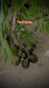 Bibit Kedondong Jumbo Kondisi Sudah Berbunga