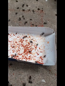 4 Pcs Racun Lalat Ampuh Obat Pembasmi Lalat Zhang Pei Zhen