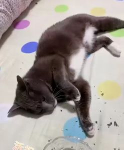 Catnip Catmint Powder: Camilan Kucing Bikin Fly & Mengatasi Stress & Mood Buruk