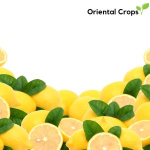 lemon citrus fruit garden plant seeds for planting binhi